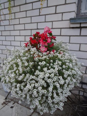 Alyssum Snow Princess (Lobularia Snow Princess): photo, description, reviews