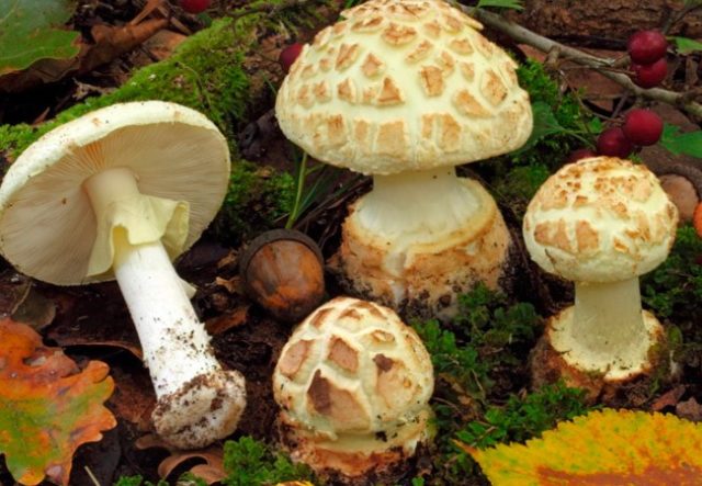 Amanita grebe-shaped (yellow-green, lemon): photo and description, is it usable