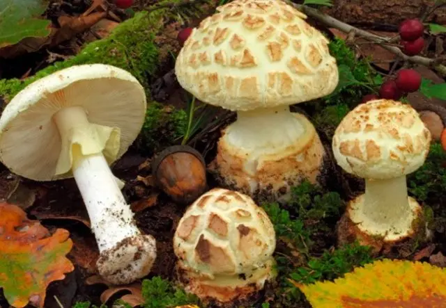 Amanita grebe-shaped (yellow-green, lemon): photo and description, is it usable