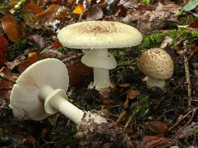 Amanita grebe-shaped (yellow-green, lemon): photo and description, is it usable