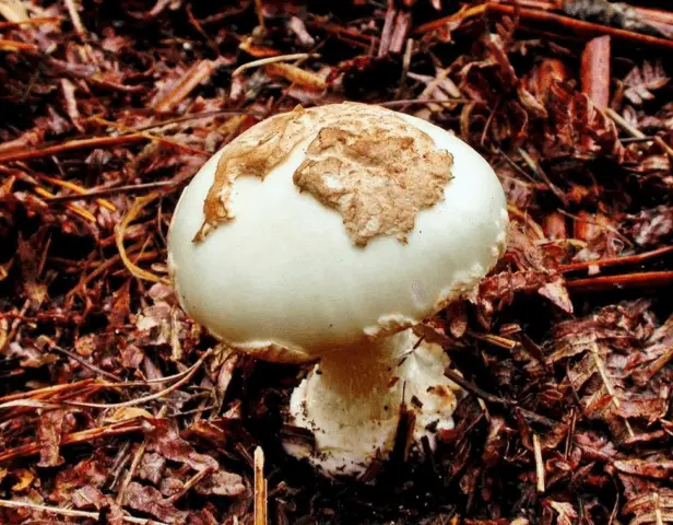 Amanita grebe-shaped (yellow-green, lemon): photo and description, is it usable