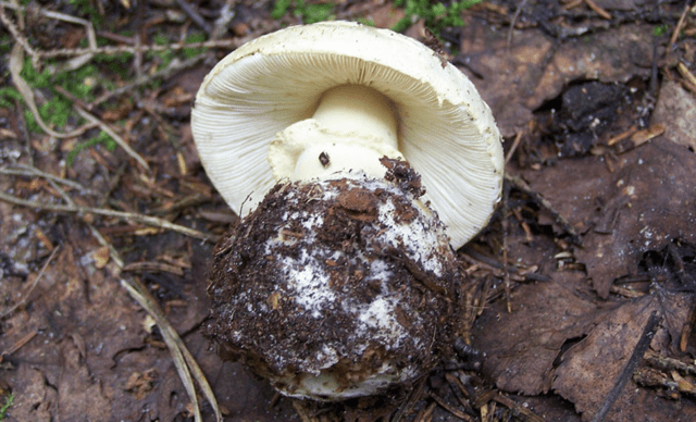 Amanita grebe-shaped (yellow-green, lemon): photo and description, is it usable