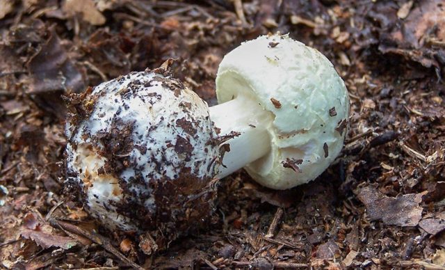 Amanita grebe-shaped (yellow-green, lemon): photo and description, is it usable