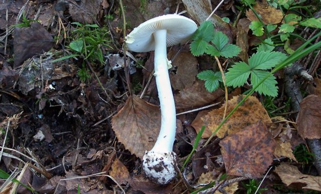 Amanita grebe-shaped (yellow-green, lemon): photo and description, is it usable