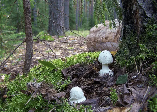 Amanita grebe-shaped (yellow-green, lemon): photo and description, is it usable