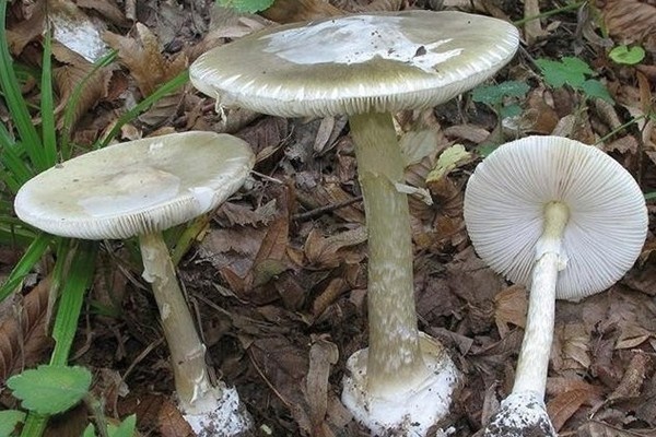 Amanita grebe-shaped (yellow-green, lemon): photo and description, is it usable