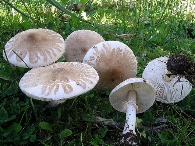 Amanita grebe-shaped (yellow-green, lemon): photo and description, is it usable