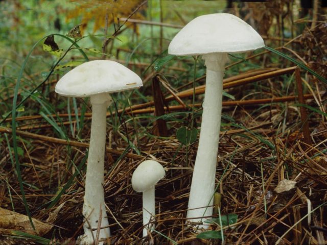 Amanita grebe-shaped (yellow-green, lemon): photo and description, is it usable