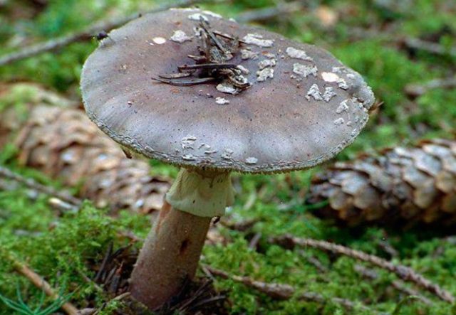 Amanita grebe-shaped (yellow-green, lemon): photo and description, is it usable