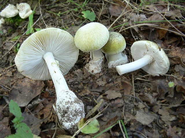 Amanita grebe-shaped (yellow-green, lemon): photo and description, is it usable