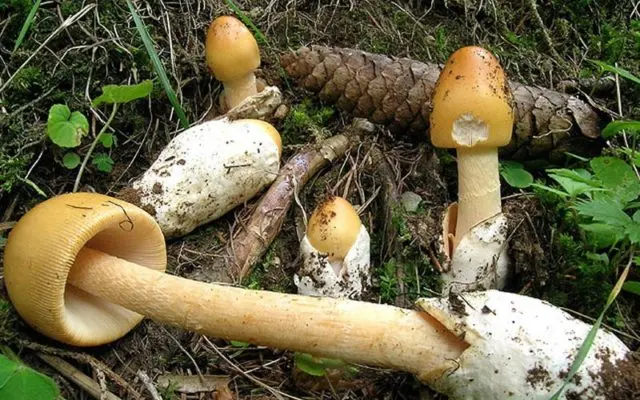 Amanita grebe-shaped (yellow-green, lemon): photo and description, is it usable