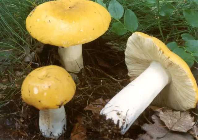 Amanita grebe-shaped (yellow-green, lemon): photo and description, is it usable