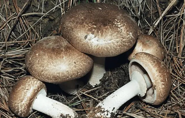 Amanita grebe-shaped (yellow-green, lemon): photo and description, is it usable