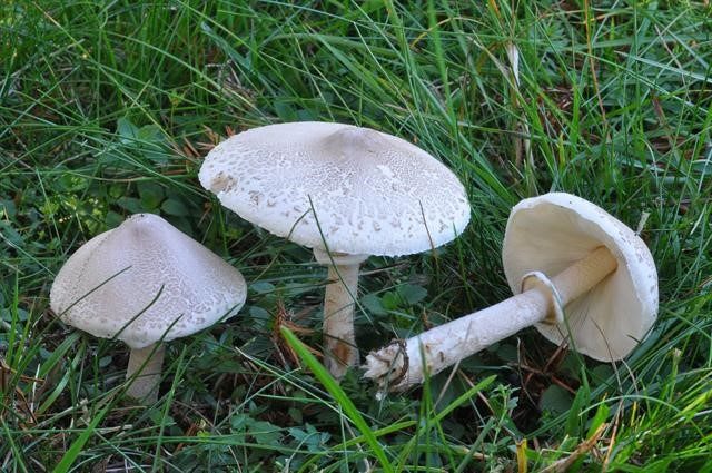 Amanita grebe-shaped (yellow-green, lemon): photo and description, is it usable