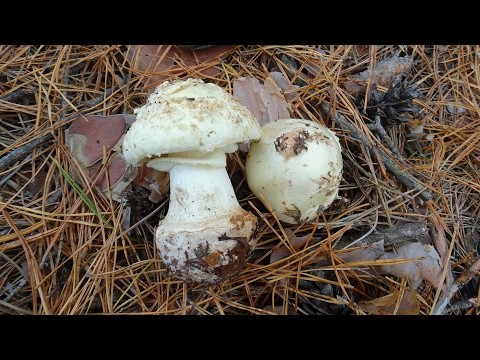 Amanita grebe-shaped (yellow-green, lemon): photo and description, is it usable