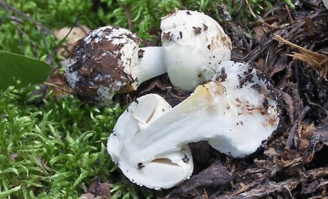 Amanita grebe-shaped (yellow-green, lemon): photo and description, is it usable