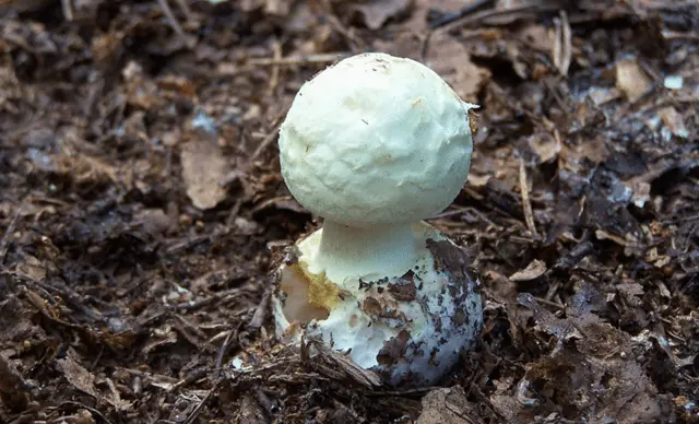 Amanita grebe-shaped (yellow-green, lemon): photo and description, is it usable