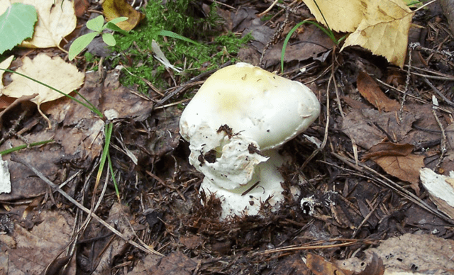 Amanita grebe-shaped (yellow-green, lemon): photo and description, is it usable