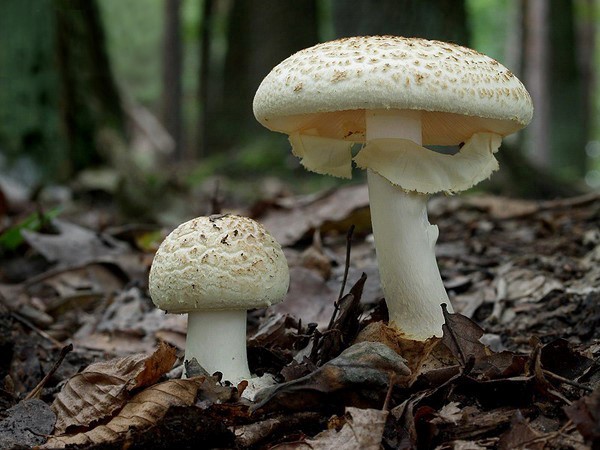 Amanita grebe-shaped (yellow-green, lemon): photo and description, is it usable