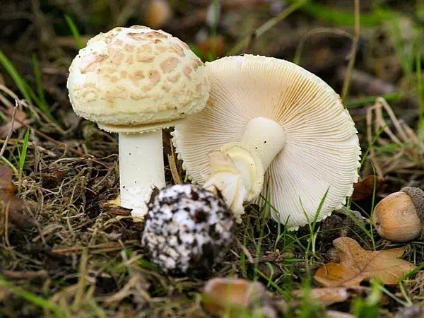 Amanita grebe-shaped (yellow-green, lemon): photo and description, is it usable