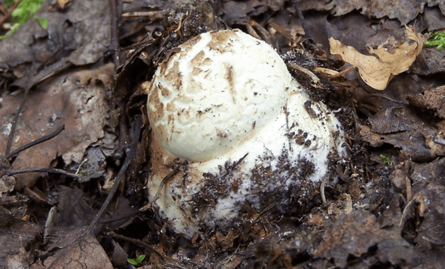 Amanita grebe-shaped (yellow-green, lemon): photo and description, is it usable