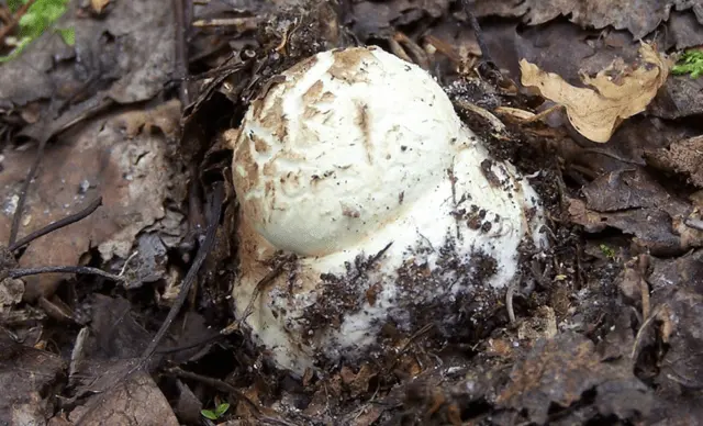 Amanita grebe-shaped (yellow-green, lemon): photo and description, is it usable