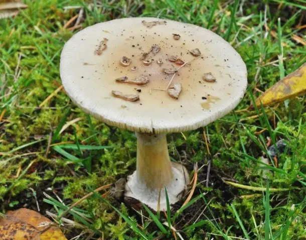 Amanita grebe-shaped (yellow-green, lemon): photo and description, is it usable