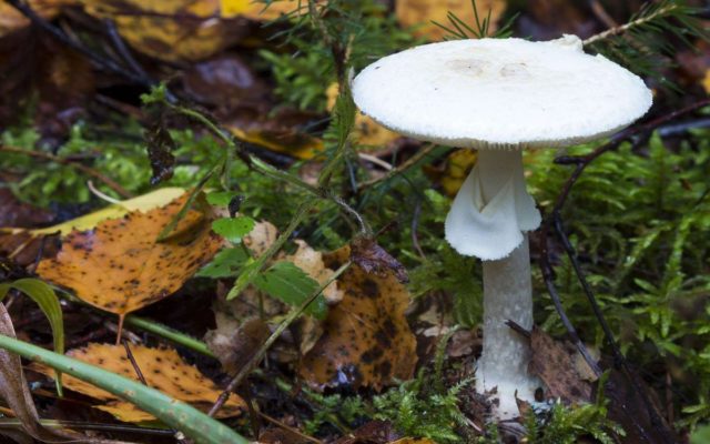 Amanita ovoid: photo and description