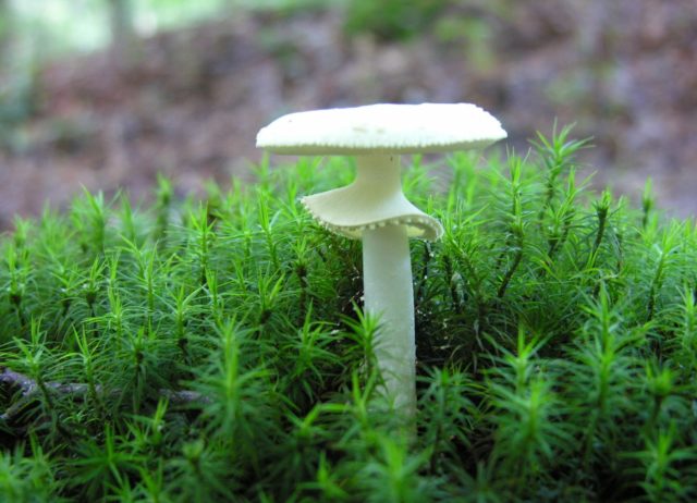 Amanita ovoid: photo and description