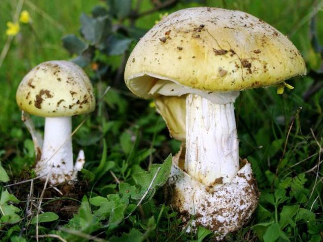 Amanita ovoid: photo and description