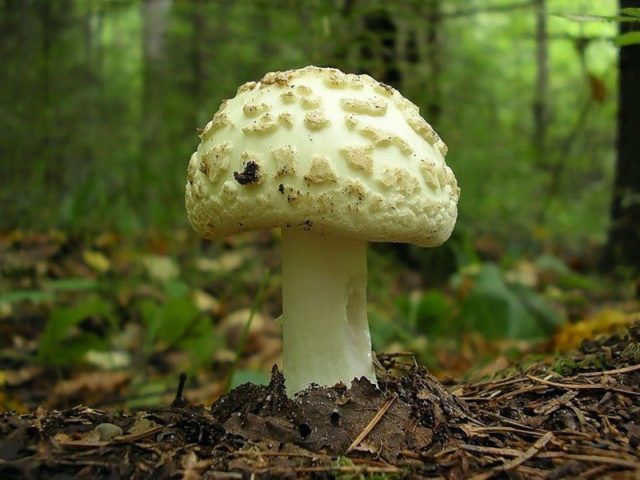 Amanita ovoid: photo and description