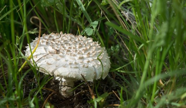 Amanita ovoid: photo and description