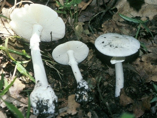 Amanita ovoid: photo and description