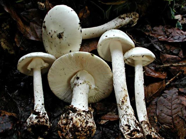 Amanita ovoid: photo and description