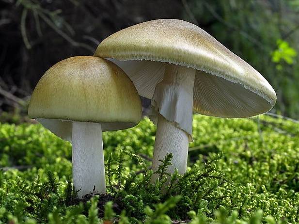 Amanita ovoid: photo and description