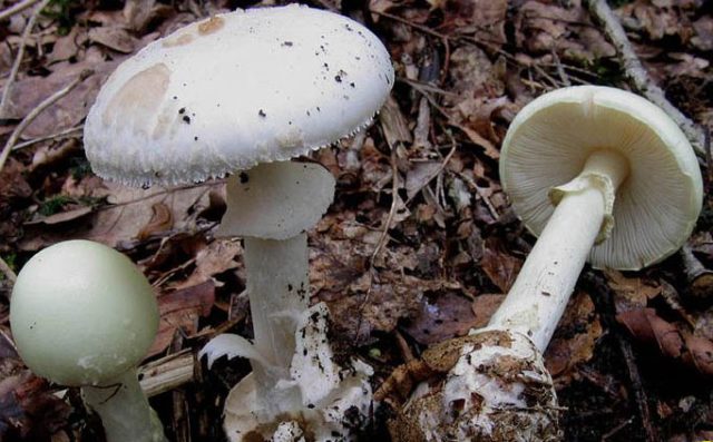 Amanita ovoid: photo and description