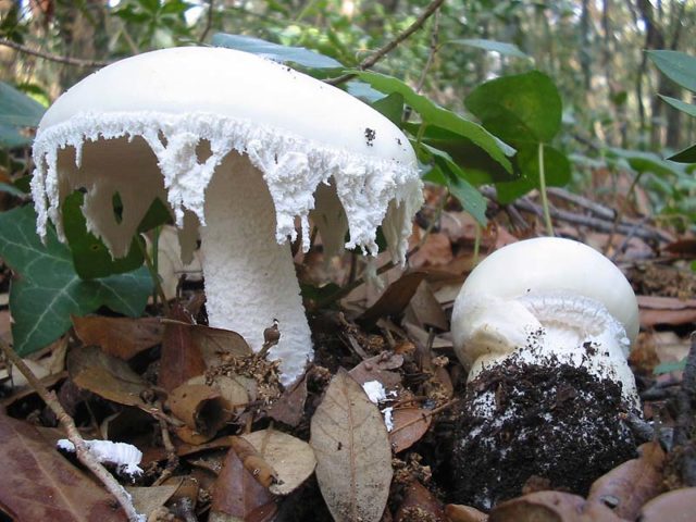 Amanita ovoid: photo and description