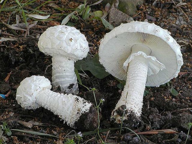 Amanita ovoid: photo and description