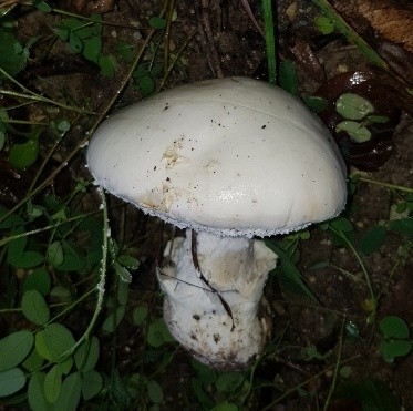 Amanita ovoid: photo and description