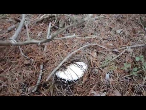 Amanita ovoid: photo and description