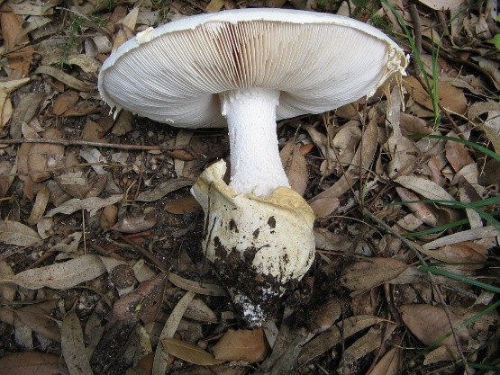 Amanita ovoid: photo and description