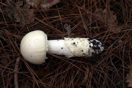 Amanita ovoid: photo and description