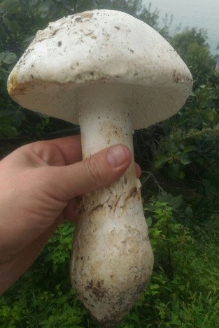 Amanita ovoid: photo and description