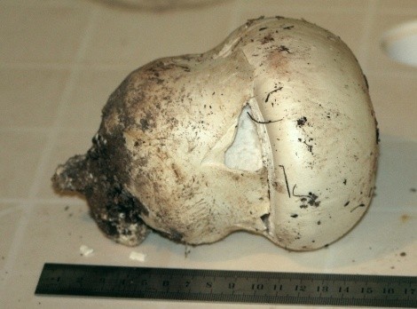 Amanita ovoid: photo and description