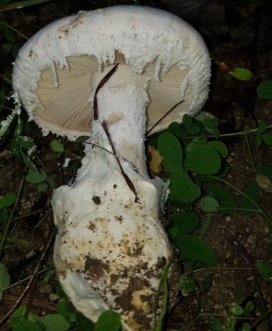 Amanita ovoid: photo and description