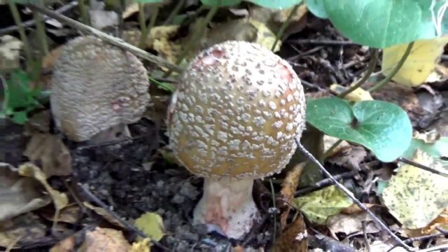 Amanita pearl: photo and description