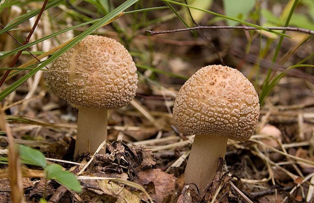 Amanita pearl: photo and description