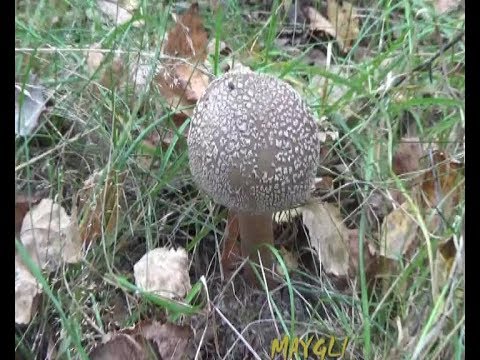 Amanita pearl: photo and description