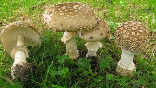 Amanita pearl: photo and description