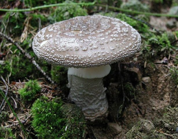 Amanita pearl: photo and description